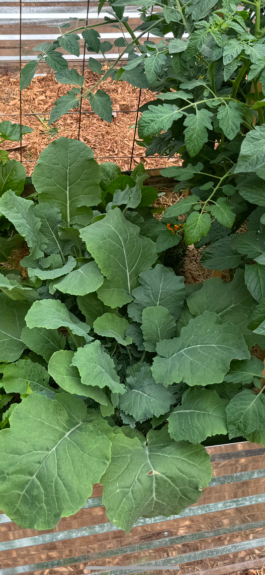 Lacinato Kale Seedling