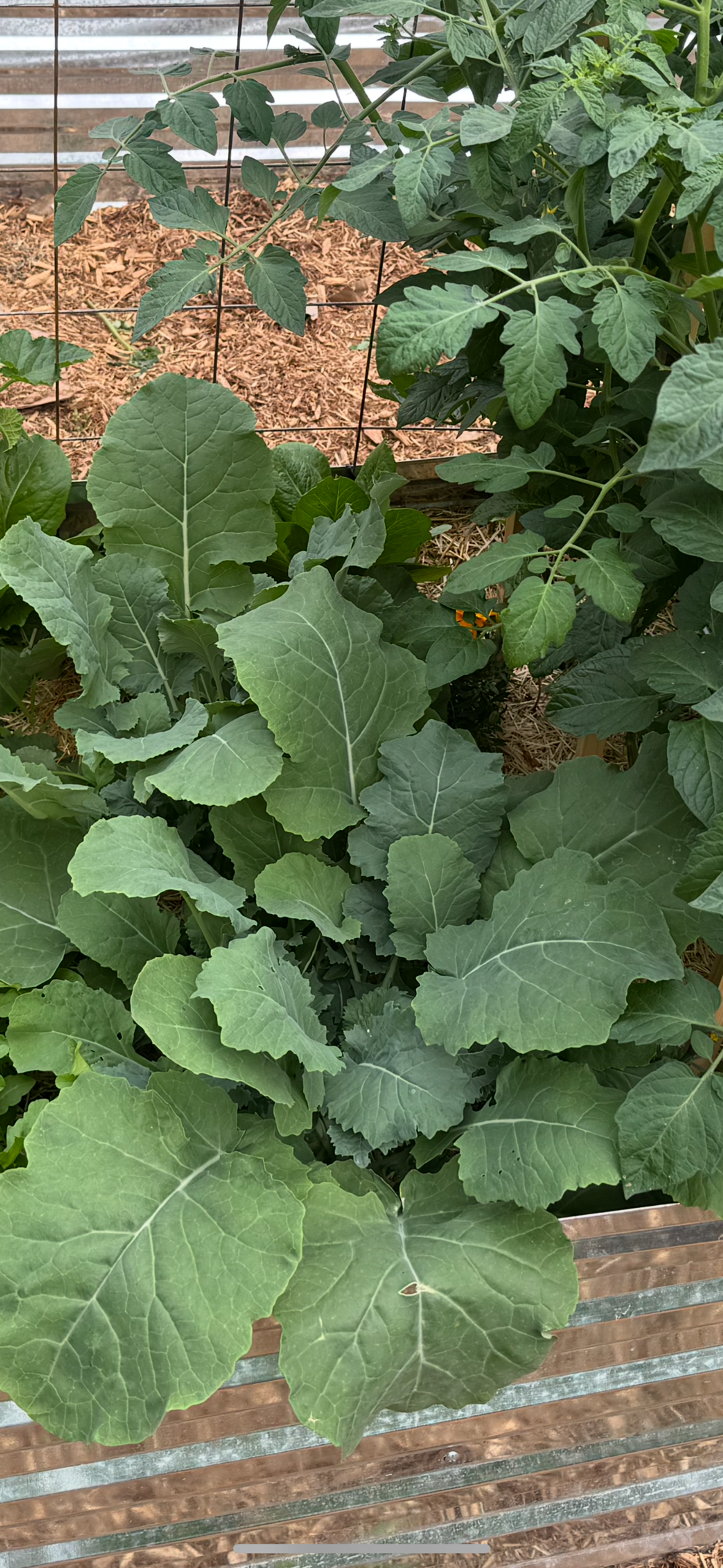 Lacinato Kale Seedling