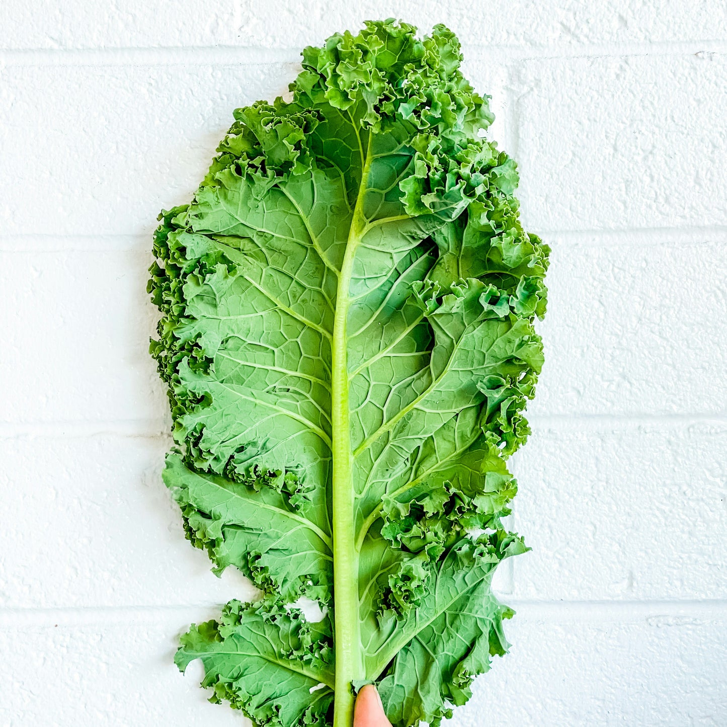 Siberian Kale Seedling