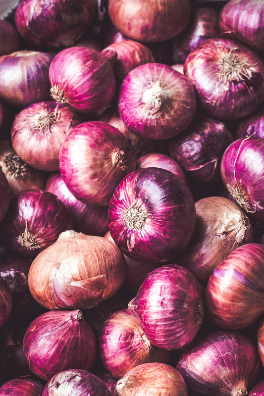 Rossa di Milano Onion Seedling