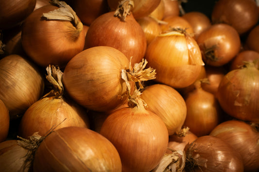 Stuttgarter Riesen Onion Seedling