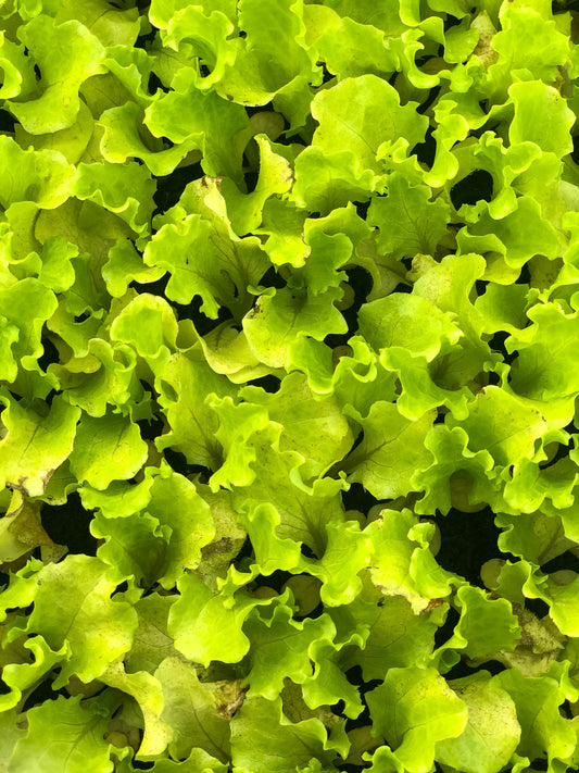 Grand Rapids Lettuce Seedling