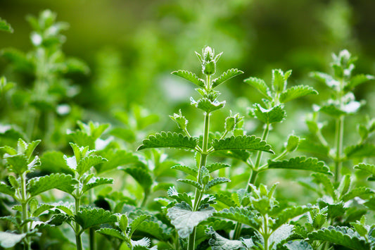 Catnip Seedling