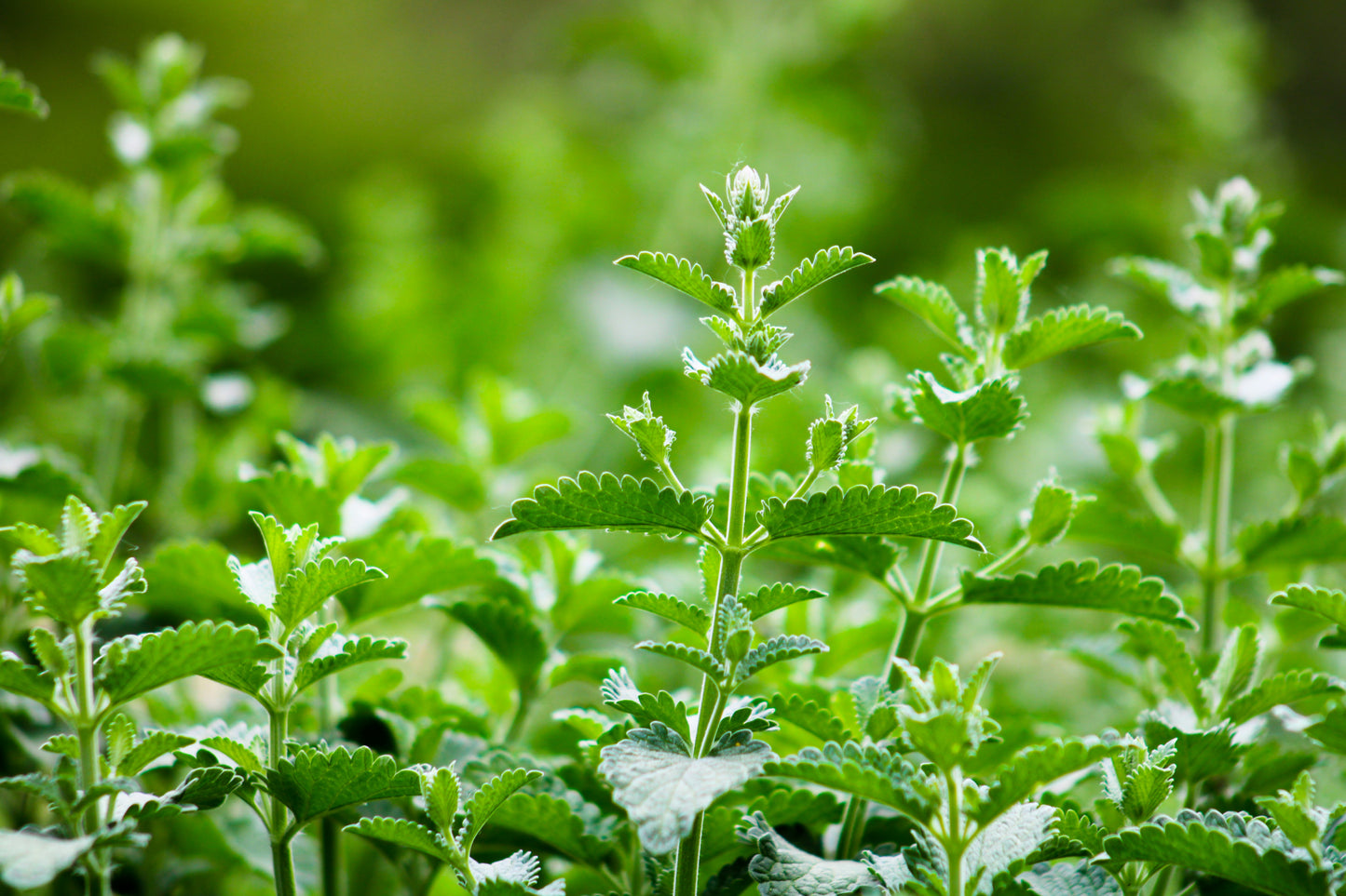 Catnip Seedling