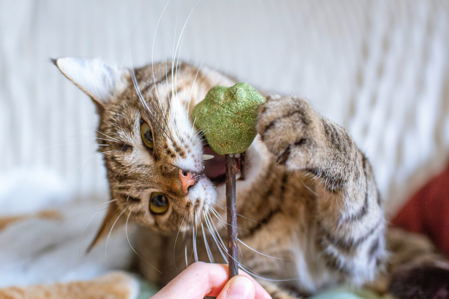 Catnip Seedling