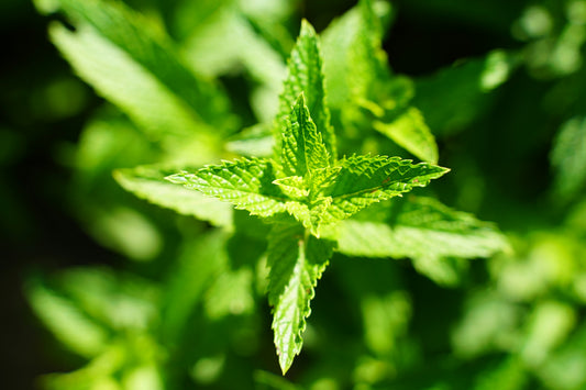Lemon Balm Seedling