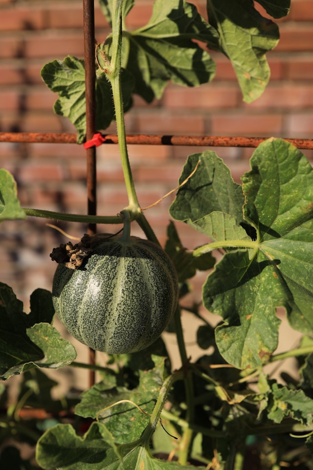 Hearts of Gold Cantaloupe Seedling