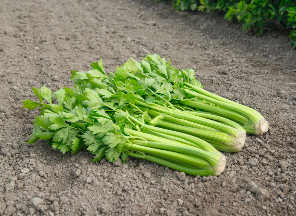 Tango Organic Celery Seedling