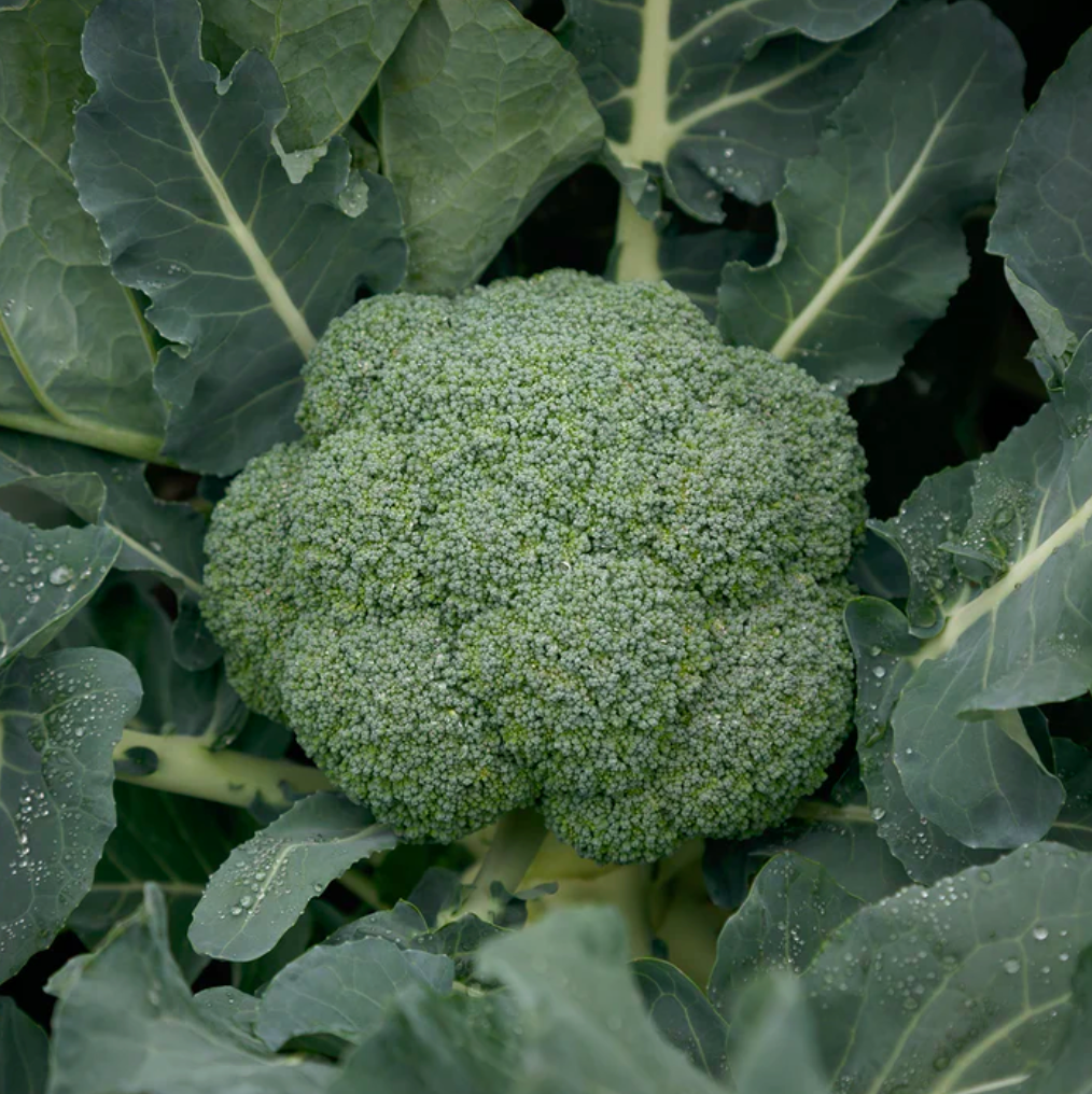 Gypsy Hybrid Broccoli Seedling