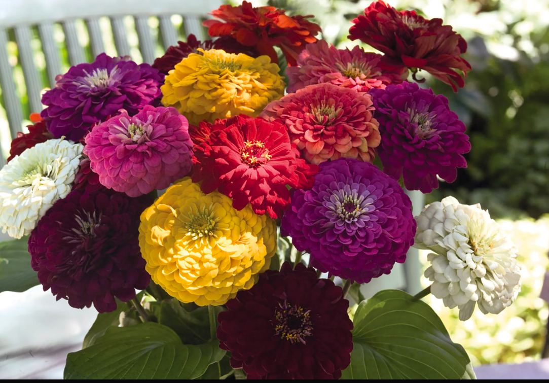 Benary’s Giant Mix Zinnia Seedling