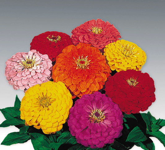 Benary’s Giant Mix Zinnia Seedling