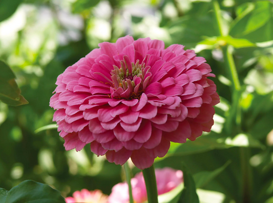 Benary’s Giant Pink Zinnia Seedling
