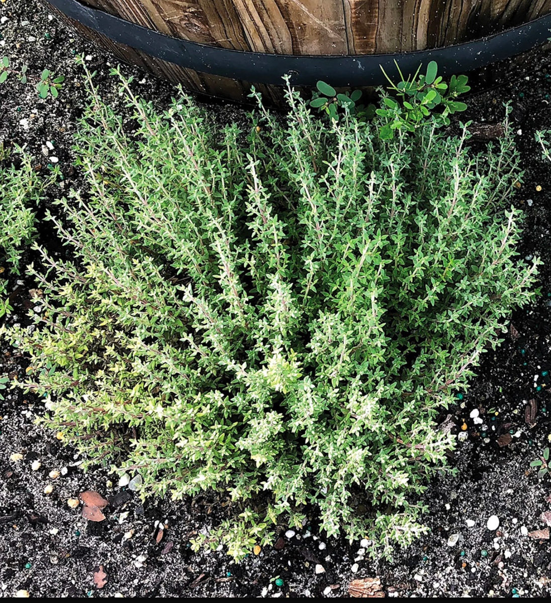 Orangelo Thyme Seedling