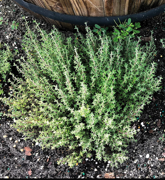 Orangelo Thyme Seedling