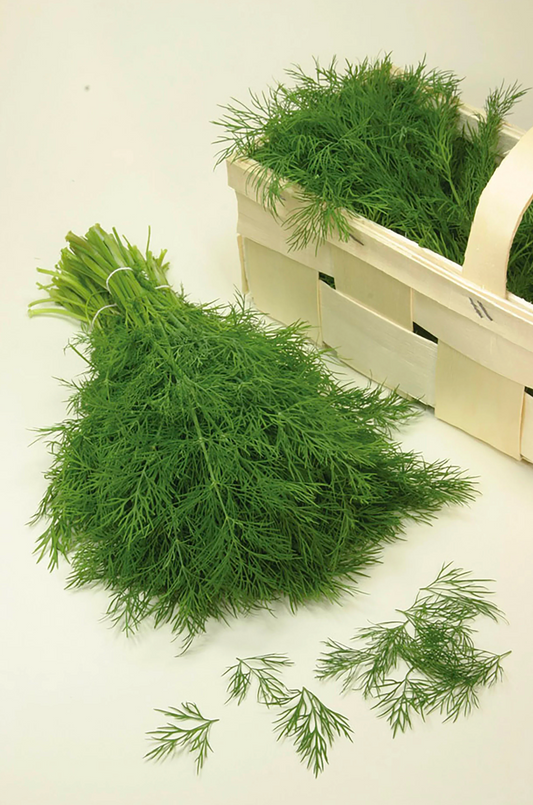 Hera Dill Seedling