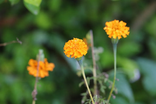 French Marigold Seedling