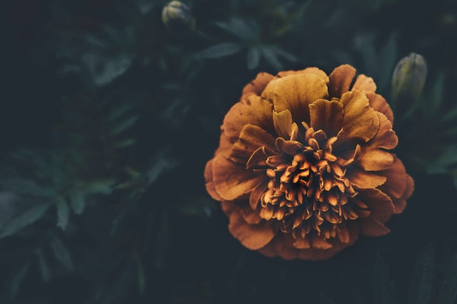French Marigold Seedling
