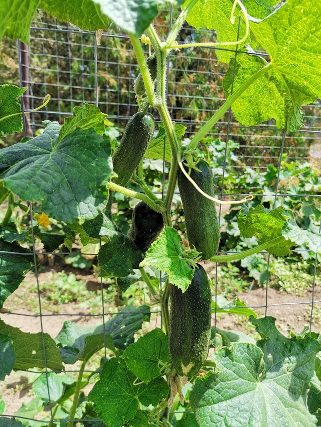 Homemade Pickles Cucumber Seedling