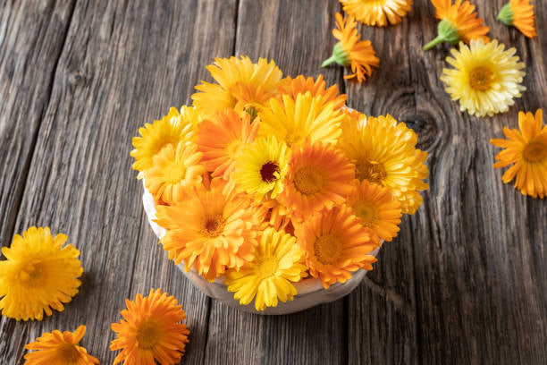 Flashback Mix Calendula Seedling