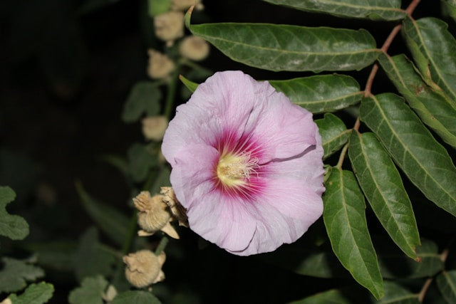 Marshmallow Seedling