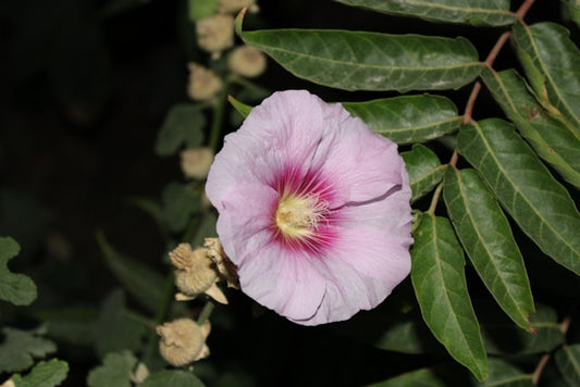 Marshmallow Seedling