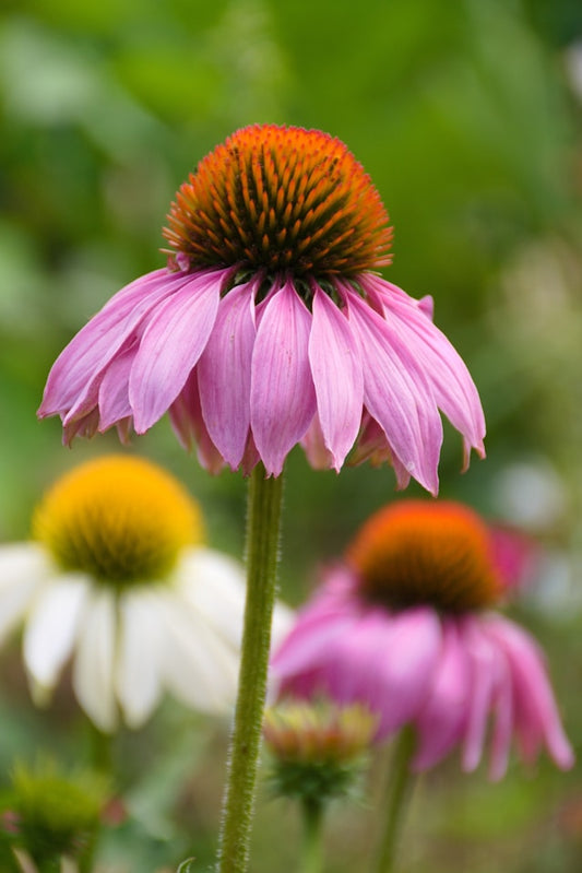 Purple Coneflower Seedling