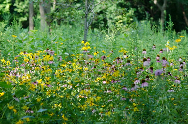 Narrowleaf Coneflower Seedling