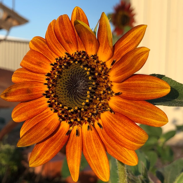 Sunflower Mix Seedling
