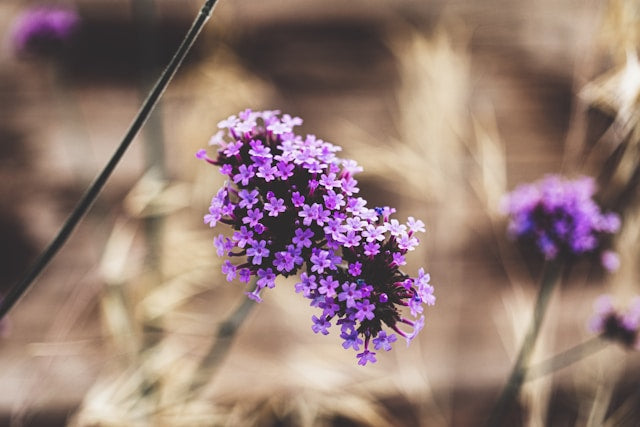 Blue Vervain Verbena Seedling