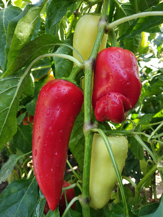 Renegade Red Sweet Pepper