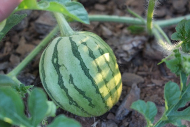Early Moonbeam Watermelon Seedling