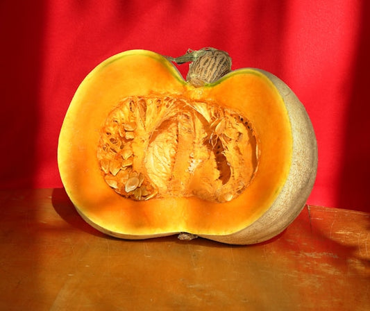 Styrian Hulless Seeded Pumpkin Seedling