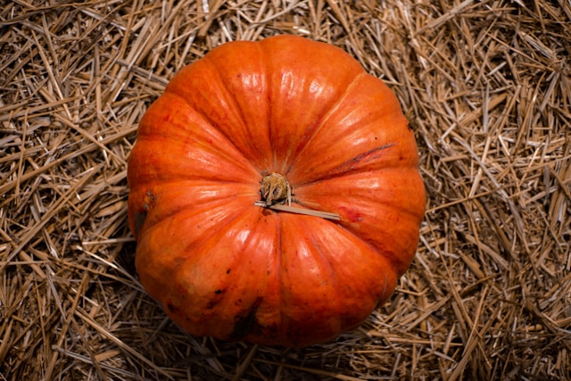 Styrian Hulless Seeded Pumpkin Seedling