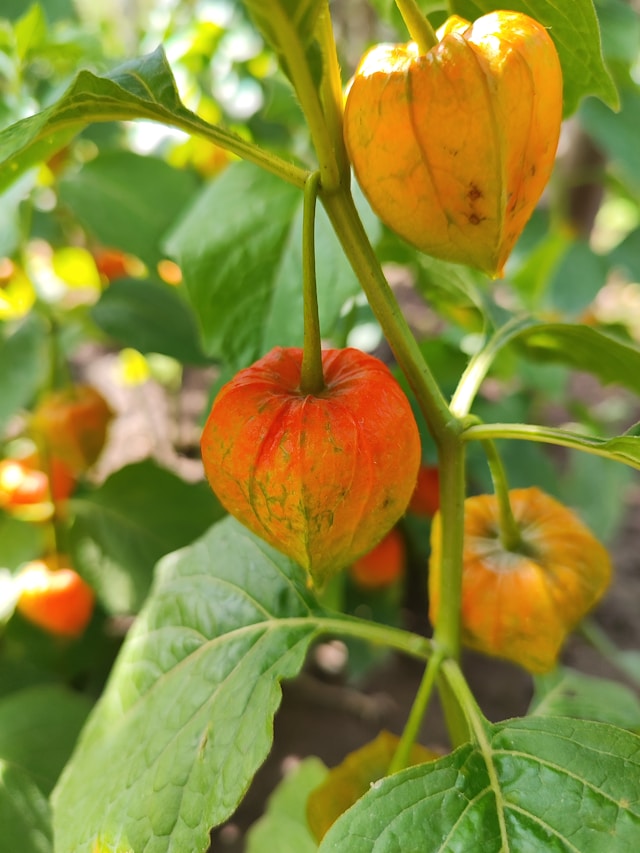 Aunt Molly’s Ground Cherry Seedling