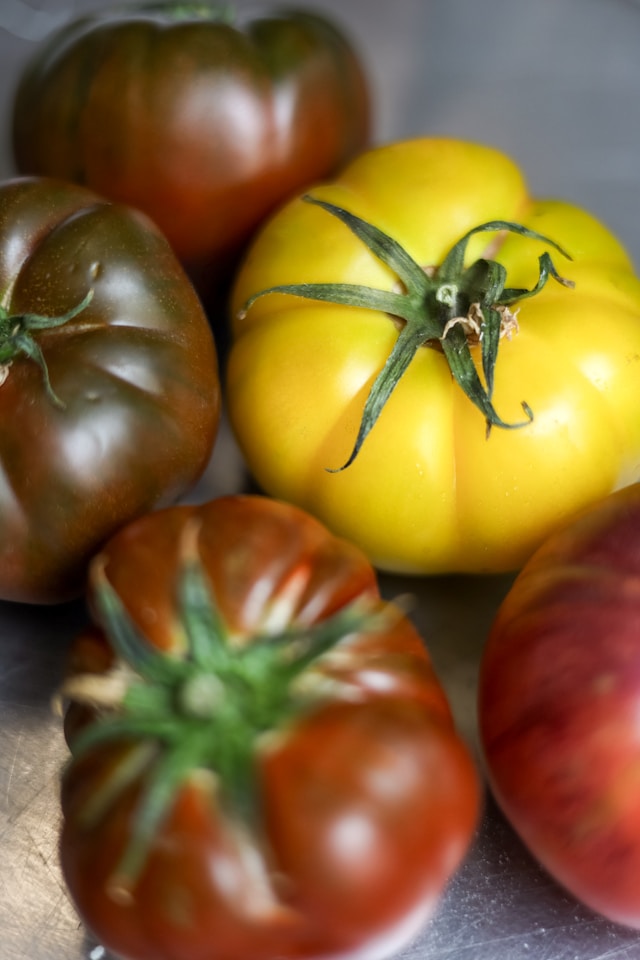 Cherokee Purple Tomato Seedling