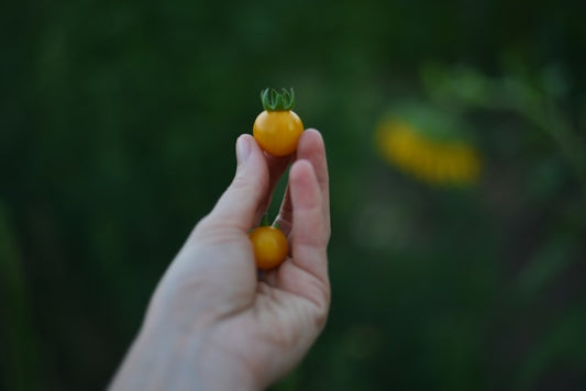 Champagne Bubbles Tomato Seedling