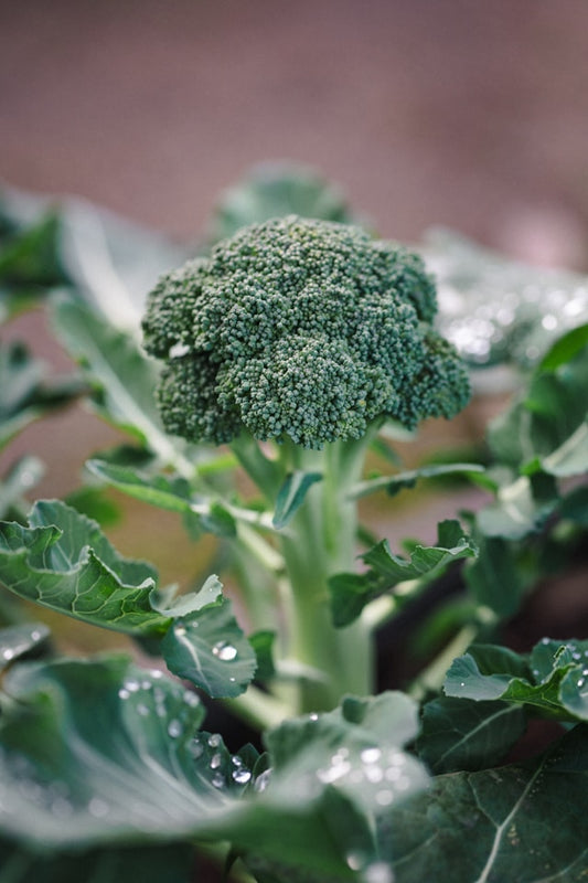 Green Sprouting Broccoli Seedling