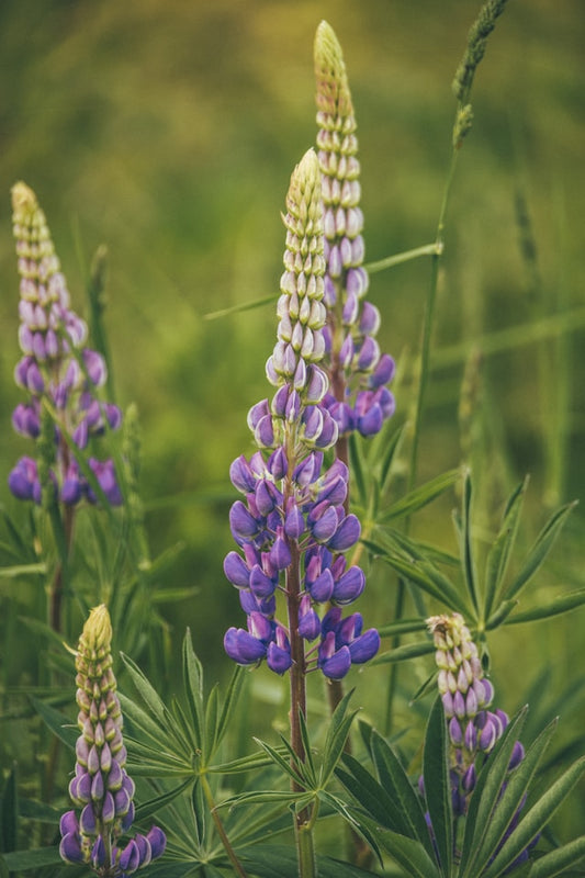 Lupine Seedlings