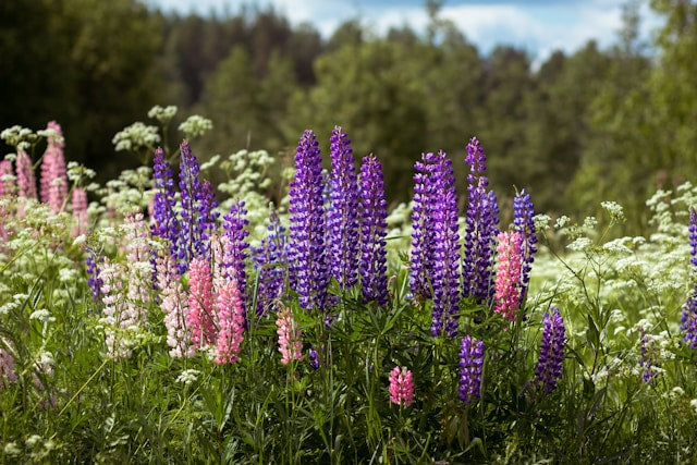 Lupine Seedlings