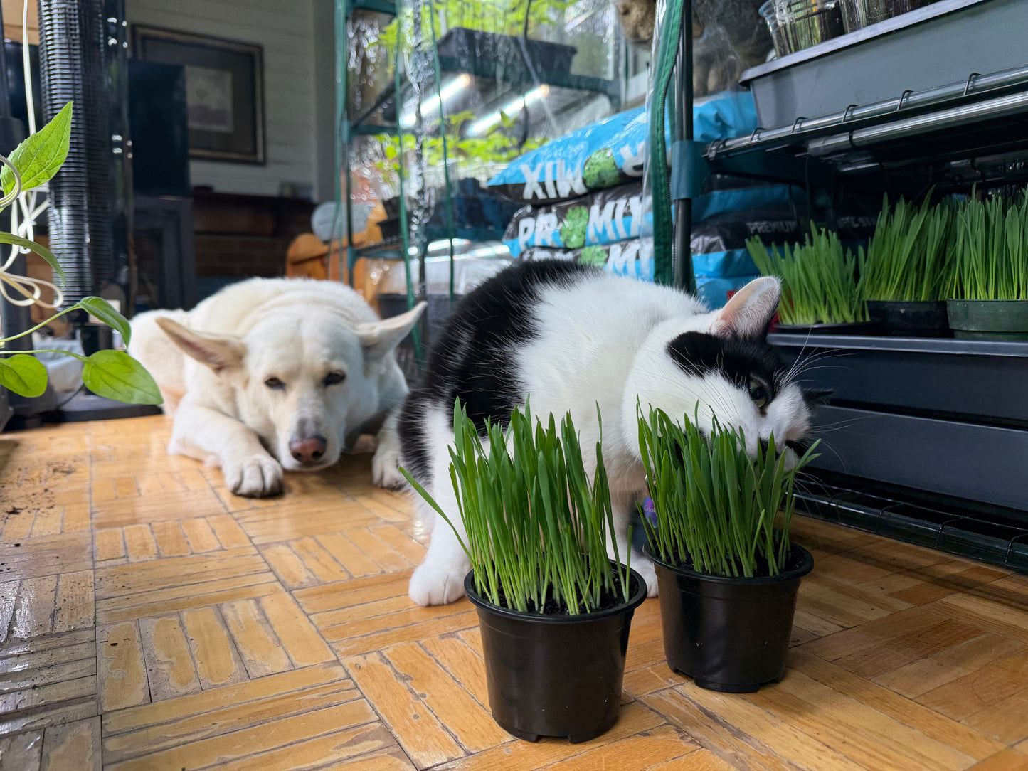 Cat Grass